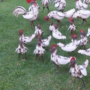 “From Earth to Estate: The Simunye Roosters”